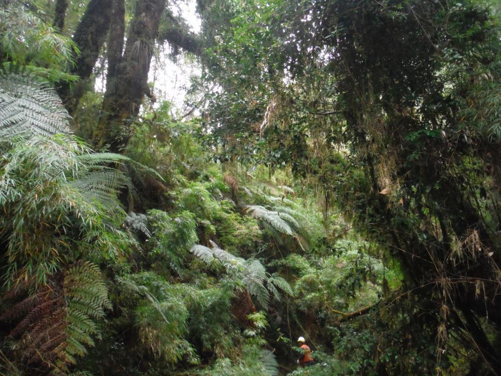 Foto de bosque valdiviano