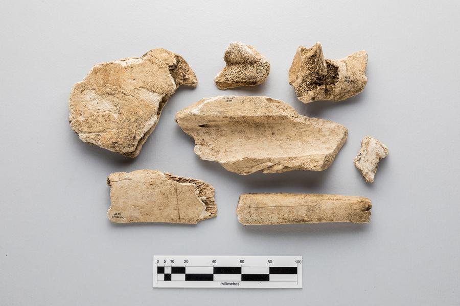 Restos óseos de bovino (Bos taurus)