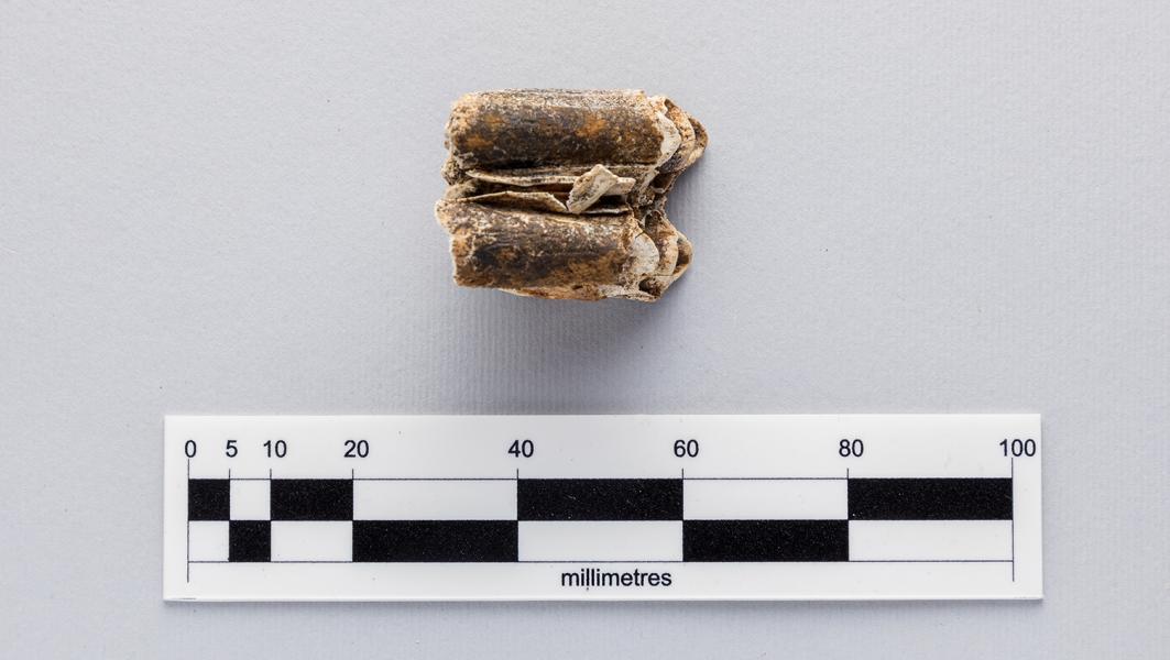 Molar de bovino (Bos taurus)