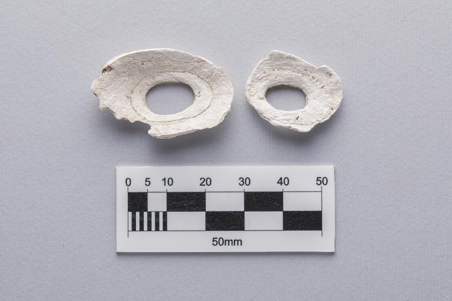 Restos de lapa (Fisurella sp.)