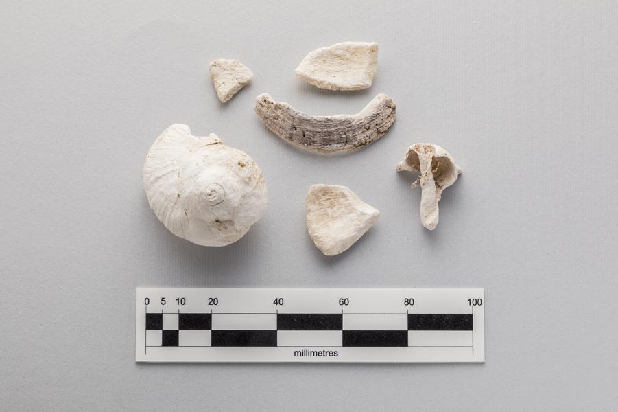 Restos de lapa (Fisurella sp.), caracoles (Tegula sp. y no identificado) y fragmentos de concha sin identificación taxonómica