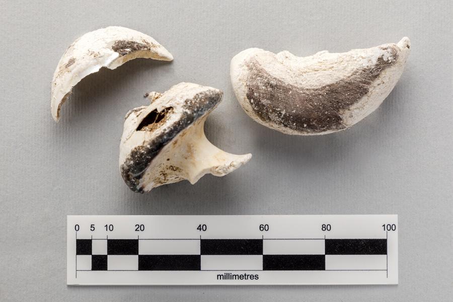 Fragmentos de caracol negro (Tegula atra)