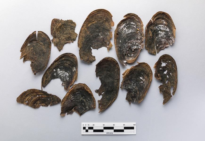 Periostracos de choro zapato (Choromytilus chorus)